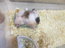 ハムスター(*´∀｀*)