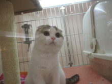 ポチたま( ´▽｀)