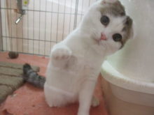 スコ君は？(・∀・)