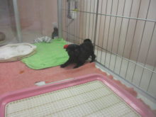 わんぱく( *｀ω´)