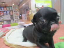 甘え上手(๑≧౪≦)てへぺろ