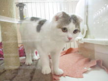 ポチたま(*´∀｀*)