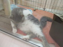 ポチたま(*´∀｀*)