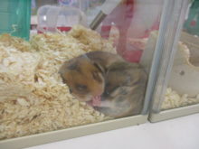 ハムちゃん(*´ω｀*)