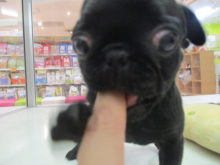 今日のポチたま(^O^)