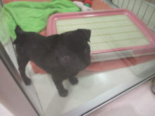 パグちゃん(*´∀｀)