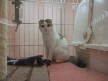 スコ君とパグちゃん(*ﾟ▽ﾟ*)