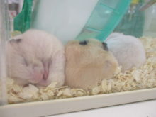 キンクマ(*´ω｀*)