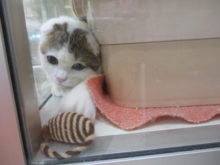 ポチたま( *｀ω´)