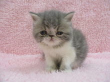 家族が決まりました(^O^)