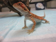 フトアゴさん(｀・ω・´)