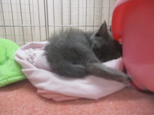 おひるね(｡-_-｡)