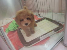 おもちゃ(*´∀｀)