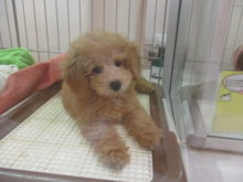 プー君ヽ(・∀・)