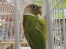 新メンバー(*´ω｀*)