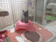 ポチたま(･∀･)