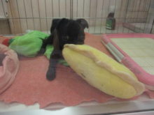 パグちゃん( *｀ω´)