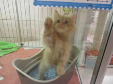 サイべ君(*ﾟ▽ﾟ*)