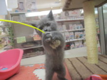 ブリ君と猫じゃらし(=‘ｘ‘=)