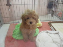 今日のポチたま(^O^)