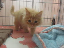 サイべ君(ﾟ∀ﾟ)