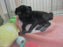 ポチたま(*´∀｀*)