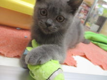 ブリ君(*´ω｀*)