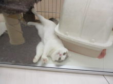 文化の日(*ﾟ∀ﾟ*)