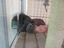 ポチたま(*´ω｀*)