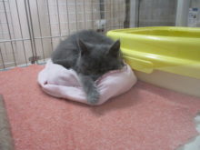 わんこ▽・ｗ・▽