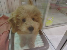 プー君(*´ω｀*)