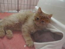 甘えん坊(*´д｀*)