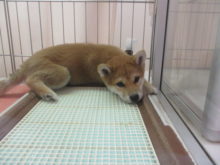 ポチたま(*ﾟ∀ﾟ*)