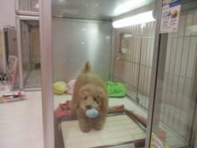 おもちゃ(｀・ω・´)