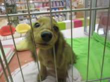 ダックス君(*´∀｀)