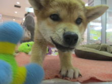 柴君(｀・ω・´)