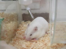 新メンバー(*^◯^*)