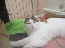 スコさん(*´ω｀*)