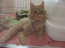 ポチたま(*´▽｀*)