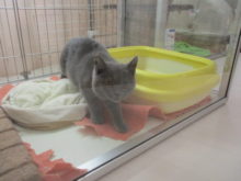 そろりそろり( *｀ω´)