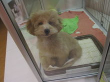 プー君(*´∀｀)