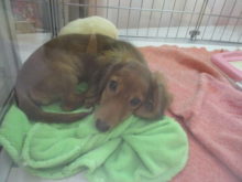 ポチたま(*´∀｀*)