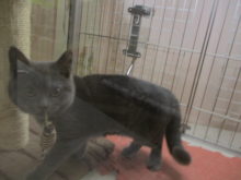 ポチたま(*´∀｀)