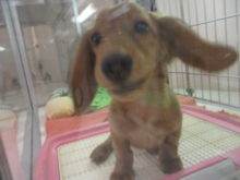 ダックス君(´∀｀*)