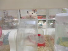 ハムちゃん(・∀・)