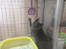 ブリ君(*´∀｀)