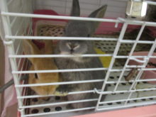 うさちゃん(*´д｀*)