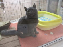 ポチたま(*^ω^*)