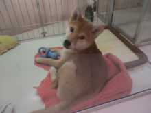 こいぬ( *｀ω´)