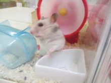 ハムちゃん(・ω・)？！